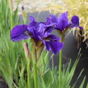 Iris sibirica 'Ruffled Velvet' ---